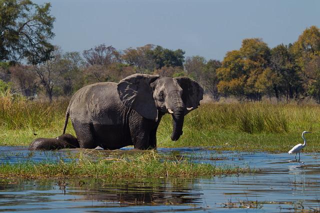 075 Okavango Delta, olifant.jpg